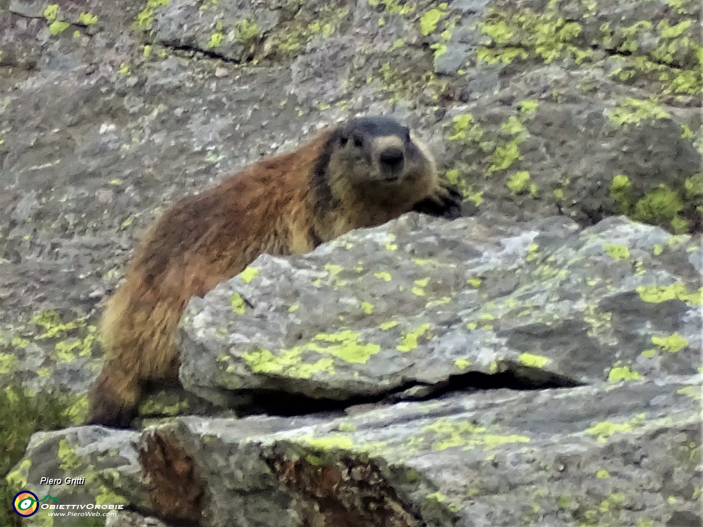 70 Allo zoom marmotta in sentinella accovacciata su roccia.JPG